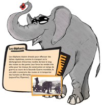 éléphant