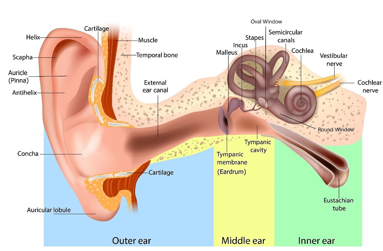 A diagram of the ear, identifying key anatomy, broken down into inner, middle and outer ear. Source: Veterans Affairs Canada (2024).