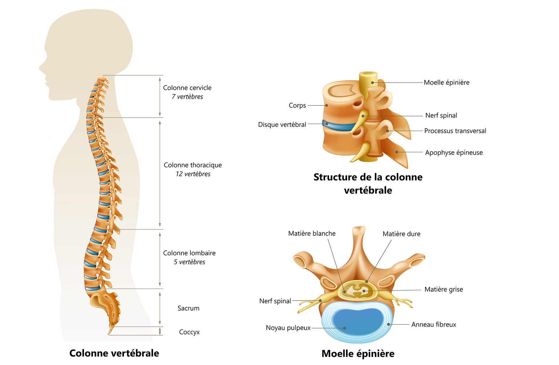 Medical anatomy illustration showing the anatomy of the vertebral column, spinal structure and the spinal cord. Description détaillée suit immédiatement
