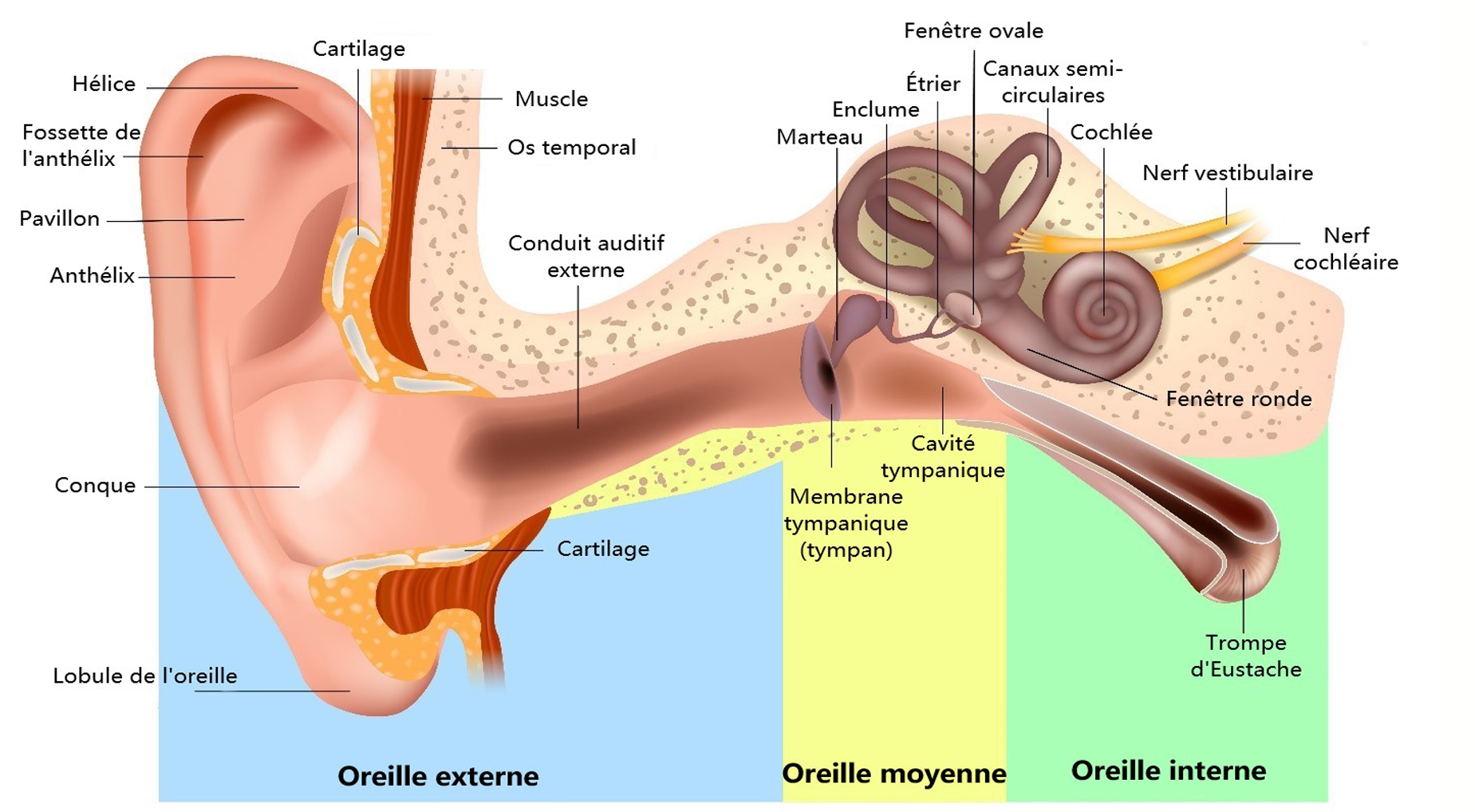 Le schéma d’une oreille, indiquant les principaux éléments anatomiques de l’oreille interne, de l’oreille moyenne et de l’oreille externe. Source : Anciens Combattants Canada (2024).