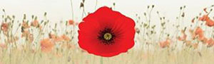 In Flanders Fields